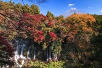 【岡崎発】*日帰り昼食付*『駿河湾名物!!しらすと生桜えびの3色丼と世界遺産めぐり』2